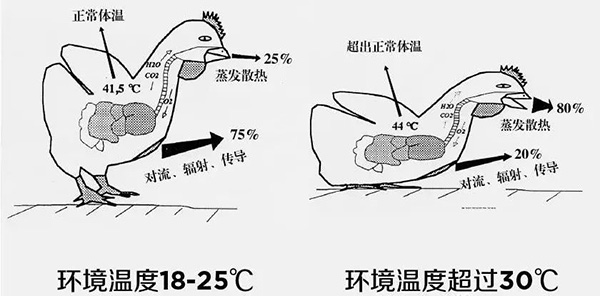 《夏日炎炎，如何为动物防暑、降温》